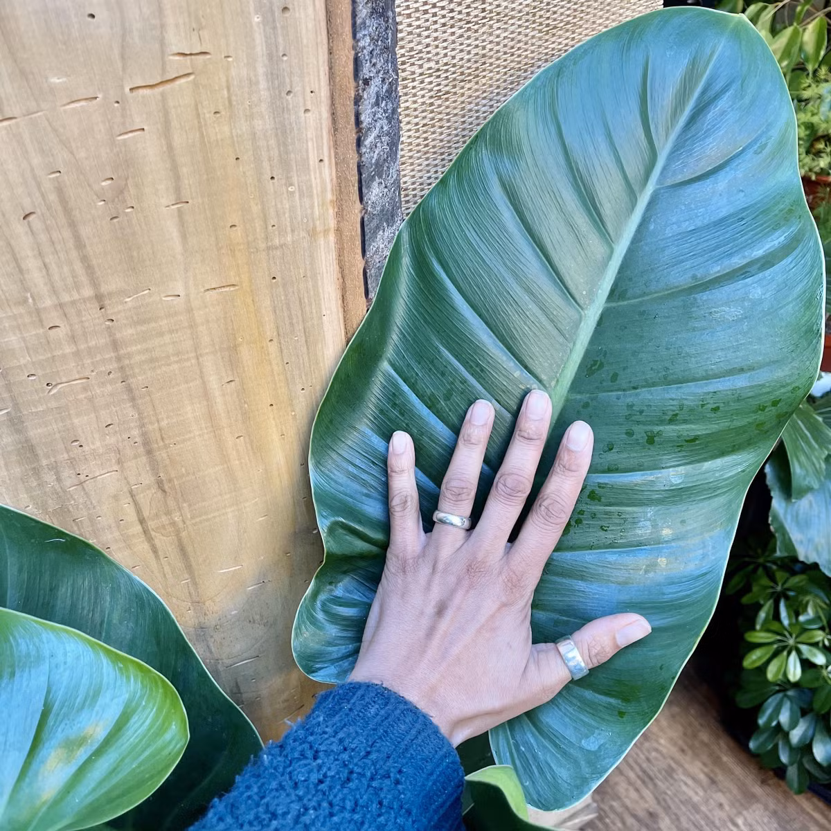 Cay canh hut may, trong trong nha gia chu khoe manh, giau co-Hinh-12