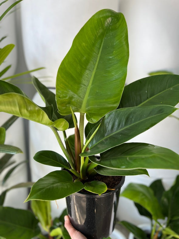 Cay canh hut may, trong trong nha gia chu khoe manh, giau co-Hinh-14