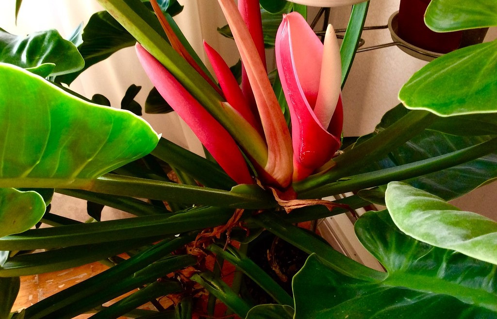 Cay canh hut may, trong trong nha gia chu khoe manh, giau co-Hinh-6