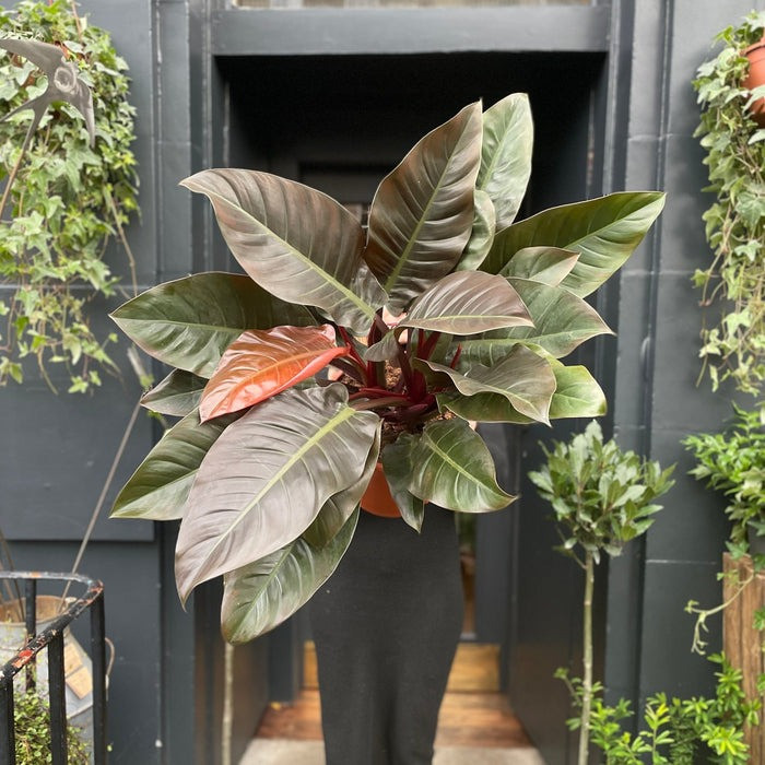 Cay canh hut may, trong trong nha gia chu khoe manh, giau co