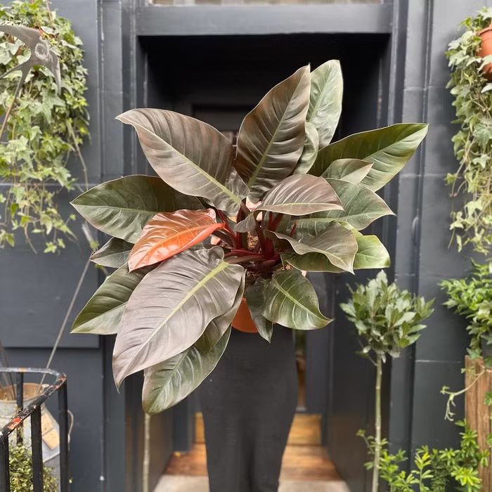 Cay canh hut may, trong trong nha gia chu khoe manh, giau co