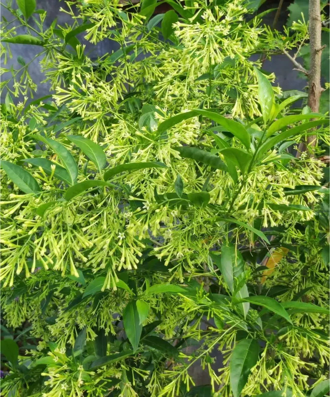 3. Cây cảnh: Dạ lý hương. Dạ lý hương hay hoa lý xiêm la (tên khoa học là Cestrum Nocturnum) là một loài hoa rất đặc biệt. Nếu những bông hoa khác nở vào ban ngày thì cây cảnh này lại nở vào đêm khuya. 