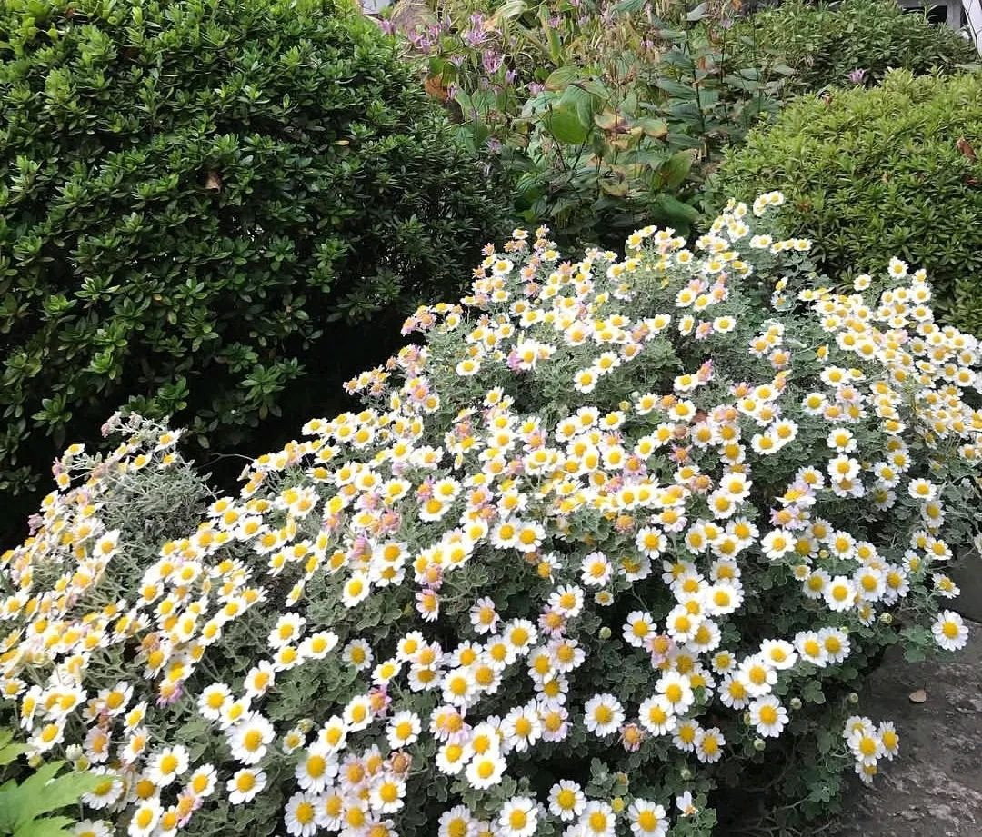 4. Cây cảnh: Hoa cúc trắng. Hoa cúc là loài hoa gần gũi với đời sống con người, không chỉ là cây cảnh có sự đa dạng về màu sắc, hình dáng, chúng còn là hoa cắt cành phổ biến. 