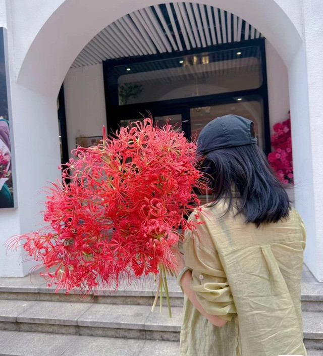  Tại mỗi quốc gia, loài hoa này lại mang một ý nghĩa khác nhau. Tại Nhật Bản, hoa mang ý nghĩa là hồi ức đau thương, Triều Tiên là nhớ về nhau, Trung Quốc là ưu mỹ thuần khiết, cũng là sự phân ly, khổ đau, vẻ đẹp của cái chết. Tựu chung lại, đây là loài hoa đại diện cho sự chia ly, tuyệt vọng.