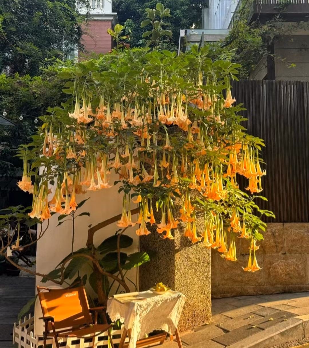 5. Cây cảnh: Cà độc dược. Đây là loài cây cảnh thân thảo, có tên gọi khác là mạn đà la, tên khoa học là Datura metel, thuộc họ Cà. Cây cảnh này rất đẹp nhưng toàn thân đều có độc, nếu ăn phải sẽ bị ngộ độc, thậm chí trong trường nặng còn dẫn đến hôn mê, co giật, tử vong sau 24 giờ. 