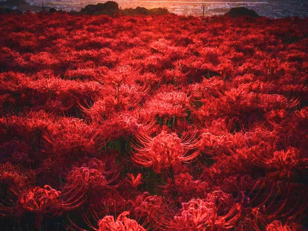 2. Cây cảnh: Bỉ ngạn. Bỉ ngạn là loài hoa tuyệt đẹp, được rất nhiều người ưa thích. Nhưng chúng lại được coi là loài hoa của địa ngục và là biểu tượng của sự xui xẻo vì đặc điểm "hoa và lá không gặp nhau". 