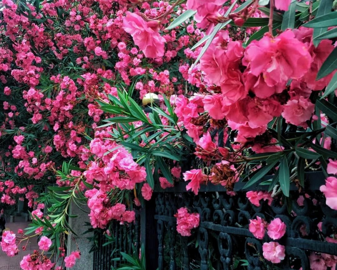 1.Cây cảnh: Trúc đào. Trúc đào là cây cảnh có khả năng thích nghi mạnh mẽ và từng là một loại cây cảnh phổ biến ở nhiều vành đai xanh đô thị. Nó có thể phát triển thành một mảng lớn mà không tốn nhiều công sức. 