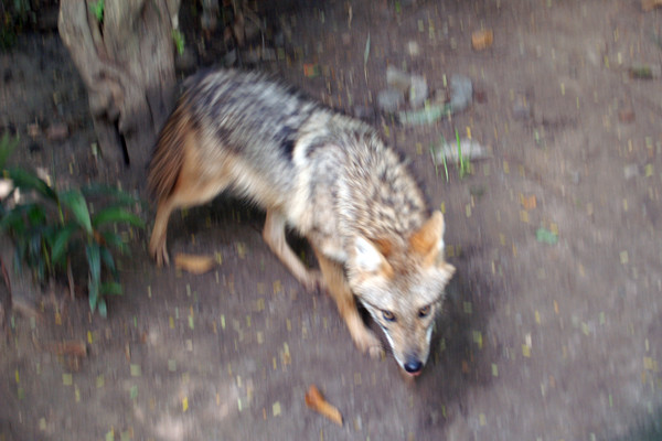 Bên cạnh đó, bộ lông sói rừng cũng khác biệt, có màu hung vàng, mút lông đen hoặc hung đen, tạo thành màu hung nâu xám.