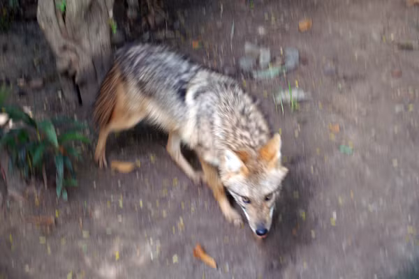 Bên cạnh đó, bộ lông sói rừng cũng khác biệt, có màu hung vàng, mút lông đen hoặc hung đen, tạo thành màu hung nâu xám.