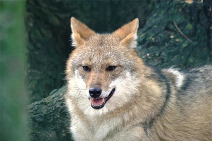 Tên khoa học của chúng là Canis aureus cruesemanni. Người Việt Nam vẫn gọi giống chó này là chó sói rừng, sói rừng Xiêm.