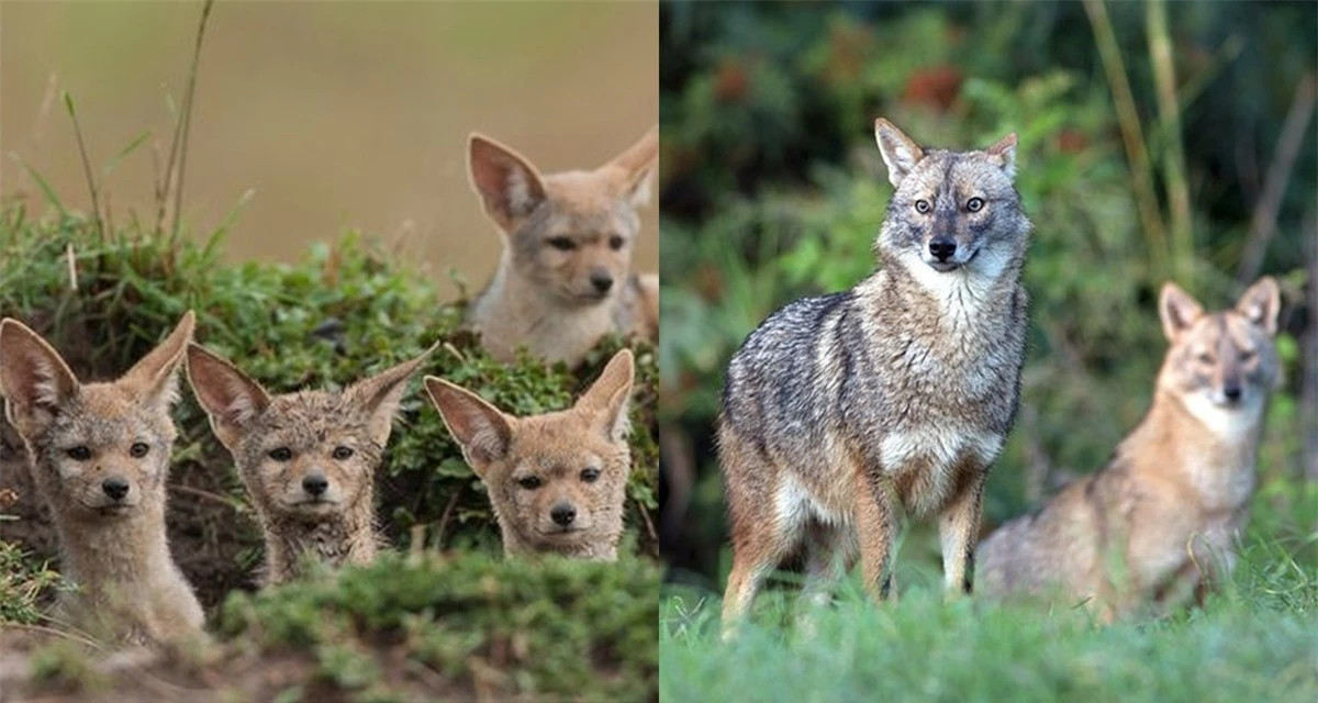 Ở khu vực Đông Ấn Độ, Thái Lan, Miến Điện, Việt Nam tồn tại một loài chó rừng lông vàng vô cùng đặc biệt.