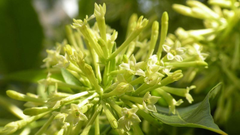  Tuy nhiên, cây cảnh này tuyệt đối không đưa vào trong nhà. Hoa dạ lý hương mặc dù được cho là "thơm" nhưng thực tế mùi rất nồng. Nếu ngửi mùi hương này trong thời gian dài, bạn sẽ dễ bị dị ứng và khó thở.