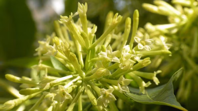  Tuy nhiên, cây cảnh này tuyệt đối không đưa vào trong nhà. Hoa dạ lý hương mặc dù được cho là "thơm" nhưng thực tế mùi rất nồng. Nếu ngửi mùi hương này trong thời gian dài, bạn sẽ dễ bị dị ứng và khó thở.