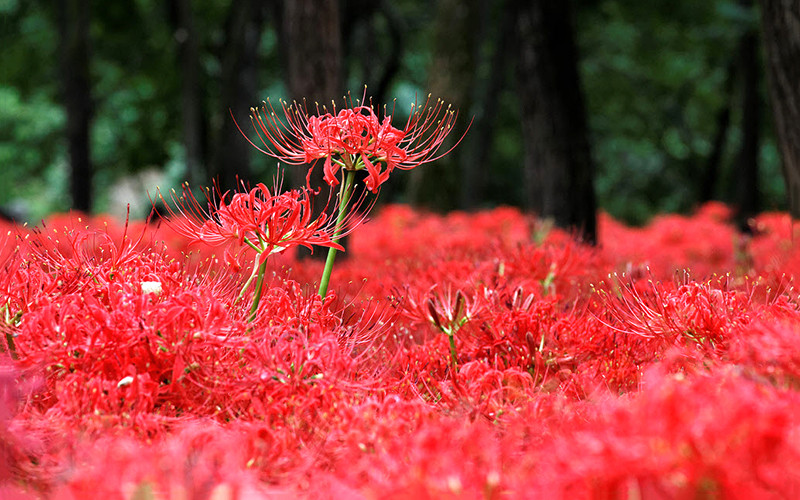 Ngoài ra, ăn nhầm củ của hoa này xuất hiện các triệu chứng ngộ độc như buồn nôn, nôn mửa, tiêu chảy, đau bụng và tê liệt thần kinh mà không rõ nguyên nhân. Vì vậy, để đảm bảo an toàn cho môi trường gia đình, tốt nhất không nên trồng hoa bỉ ngạn tại nhà, đặc biệt là cây trồng trong chậu trong nhà.