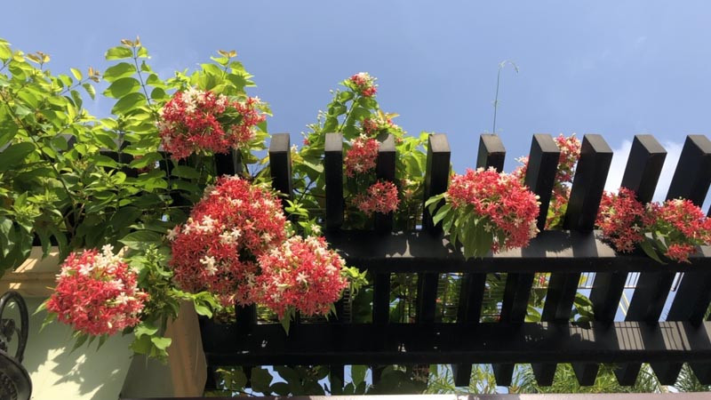 Rốt cuộc, dạ lý hương có rất nhiều phấn hoa, thời gian ra hoa dài và phát triển nhanh. Bạn không cần phải lo lắng nhiều về việc trồng nó trong sân. Nó có thể dễ dàng phát triển thành một mảng lớn và trở thành một cảnh quan tuyệt đẹp sẽ khiến mọi người nán lại và tận hưởng vẻ đẹp!