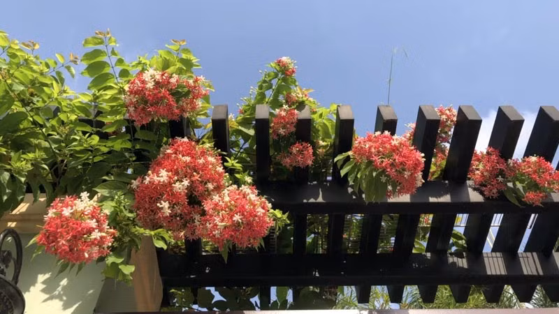 Rốt cuộc, dạ lý hương có rất nhiều phấn hoa, thời gian ra hoa dài và phát triển nhanh. Bạn không cần phải lo lắng nhiều về việc trồng nó trong sân. Nó có thể dễ dàng phát triển thành một mảng lớn và trở thành một cảnh quan tuyệt đẹp sẽ khiến mọi người nán lại và tận hưởng vẻ đẹp!