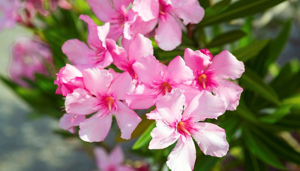  Cây cảnh này không chỉ là một cảnh quan đẹp mà còn có thể thanh lọc không khí và chống lại ô nhiễm môi trường do các khí độc hại như carbon dioxide và sulfur dioxide gây ra.