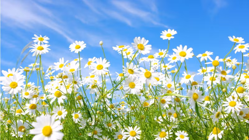  Nhiều loài hoa cúc còn có thể dùng làm trà, có tác dụng thanh nhiệt, giải độc. Tuy nhiên hoa cúc trắng này lại không thích hợp để trồng tại nhà. Người xưa cho rằng, hoa cúc trắng là loài hoa dùng để tang người đã khuất, tượng trưng cho sự đau buồn và tưởng nhớ. 