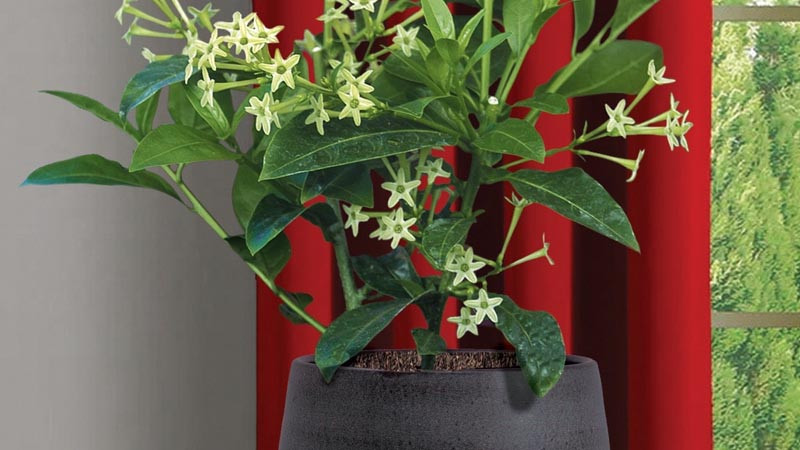 Vì vậy, người xưa khuyên không nên trồng dạ lý hương trong môi trường trong nhà kín. Nếu bạn muốn trồng, hãy đặt ngoài trời hoặc trong sân thông gió tốt để trang trí sân.