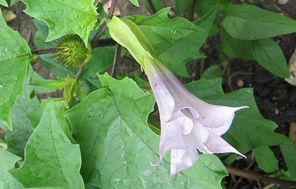  Nhưng về bản chất, cây cảnh này chỉ thích hợp để ngắm từ xa, không thích hợp để tiếp xúc gần. Nhất là những ai muốn giữ nó ở nhà phải nhớ rằng toàn bộ thân của hoa Datura đều có độc.