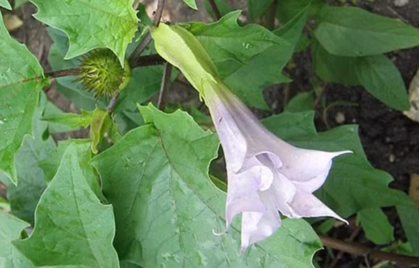  Nhưng về bản chất, cây cảnh này chỉ thích hợp để ngắm từ xa, không thích hợp để tiếp xúc gần. Nhất là những ai muốn giữ nó ở nhà phải nhớ rằng toàn bộ thân của hoa Datura đều có độc.