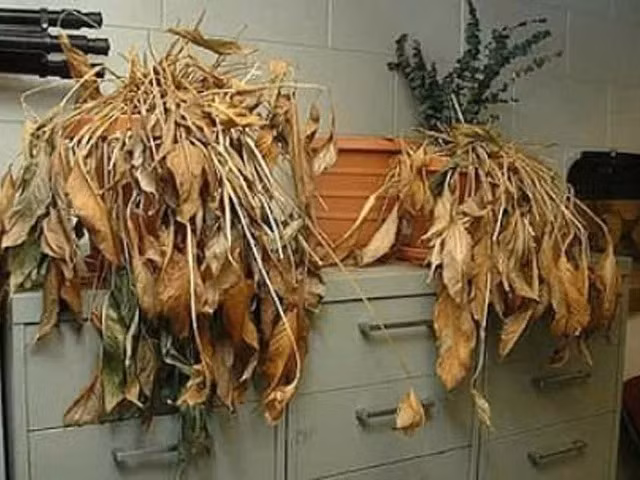 Tru 5 vat nay trong nha, suc khoe sa sut, Than Tai lanh xa-Hinh-5