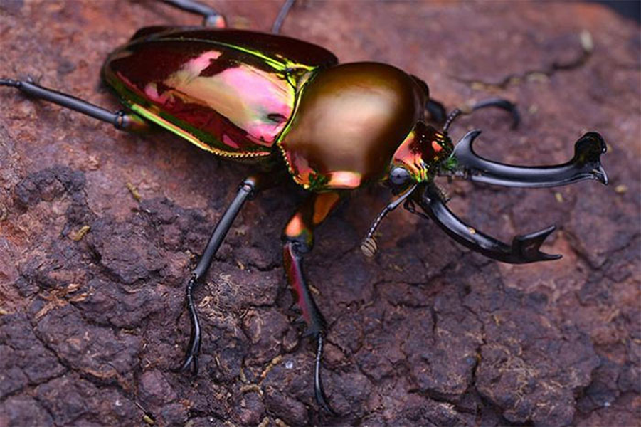  Bọ cánh cứng sừng hươu, hay còn gọi là Stag Beetles, loài côn trùng được mệnh danh là đắt nhất thế giới, được giới thượng lưu săn lùng làm thú cưng.