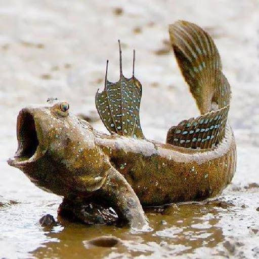 Theo đó, cá thòi lòi là 1 loài cá độc đáo, chúng có thể sống ở cả nước lợ và nước mặn nhưng môi trường thích hợp nhất đối với cá thòi lòi là nước mặn. Một nghiên cứu gần đây cho biết, lý do khiến cá thòi lòi buộc phải rời khỏi nước là để tìm nguồn thức ăn dồi dào hơn.