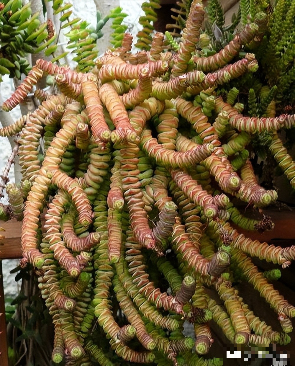  Với nét đẹp nổi bật, độc đáo sen đá chuỗi tiền được nhiều người ưa chuộng làm quà tặng, trang trí để bàn, văn phòng làm việc. Ngoài ra, sen đá chuỗi tiền còn biểu tượng cho sự bình yên, giúp xua tan những lo toan, muộn phiền trong cuộc sống. Trồng cây cảnh này trong nhà sẽ mang lại cho bạn cảm giác vui vẻ, "hái lộc" mỗi ngày. 