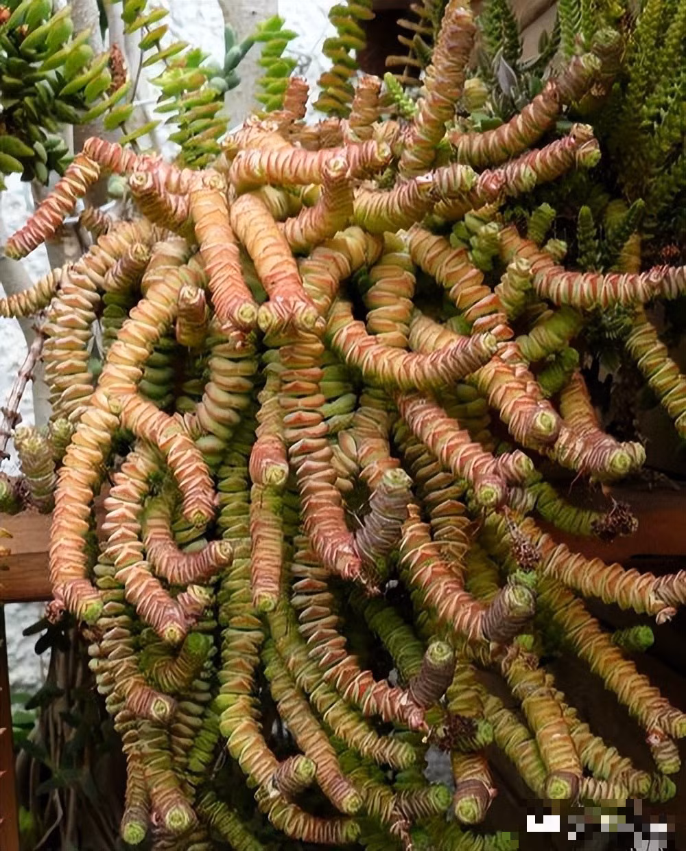  Với nét đẹp nổi bật, độc đáo sen đá chuỗi tiền được nhiều người ưa chuộng làm quà tặng, trang trí để bàn, văn phòng làm việc. Ngoài ra, sen đá chuỗi tiền còn biểu tượng cho sự bình yên, giúp xua tan những lo toan, muộn phiền trong cuộc sống. Trồng cây cảnh này trong nhà sẽ mang lại cho bạn cảm giác vui vẻ, "hái lộc" mỗi ngày. 