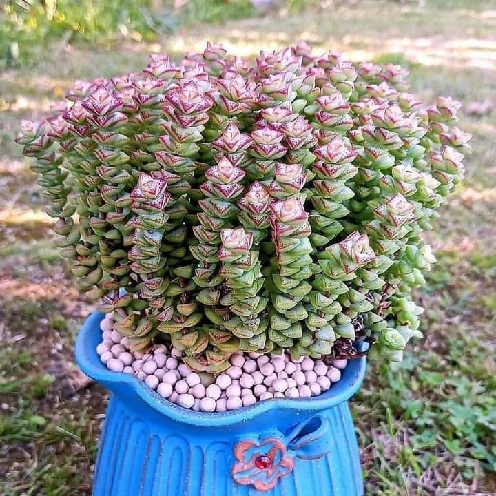  Thời kỳ sinh trưởng của cây từ tháng 9 hàng năm đến tháng 4, tháng 5 năm sau; cây trồng ở nơi có đủ ánh sáng mặt trời, thân ngắn, khỏe, các đốt xếp khít nhau. 