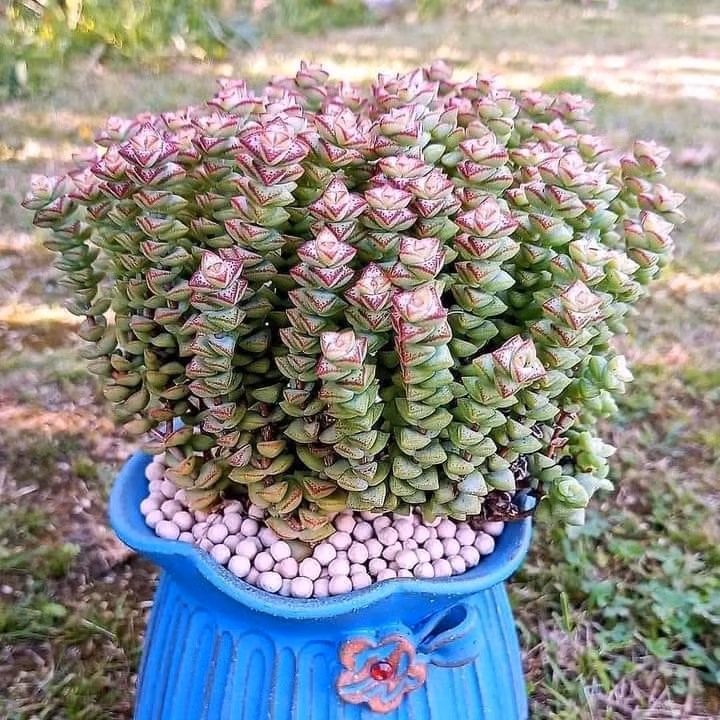  Thời kỳ sinh trưởng của cây từ tháng 9 hàng năm đến tháng 4, tháng 5 năm sau; cây trồng ở nơi có đủ ánh sáng mặt trời, thân ngắn, khỏe, các đốt xếp khít nhau. 