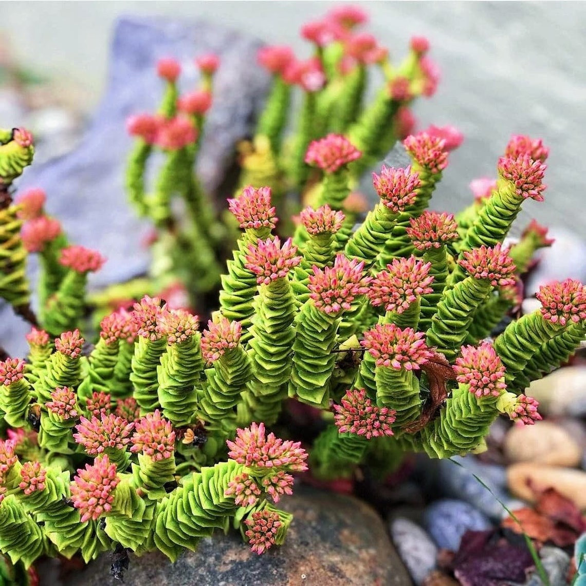  Để tăng cơ hội ra hoa, hãy tạo cho cây cảnh của bạn một chút chênh lệch nhiệt độ ban đêm và ban ngày. Nó cũng cần nhiệt độ mùa đông lạnh hơn nhưng trên mức đóng băng. Thân rễ và lá của nó được kết nối với nhau như những đồng xu cổ, rất thú vị. Tuy nhiên một số tâm hồn ăn uống lại nhìn cây cảnh này như "xiên thịt". 