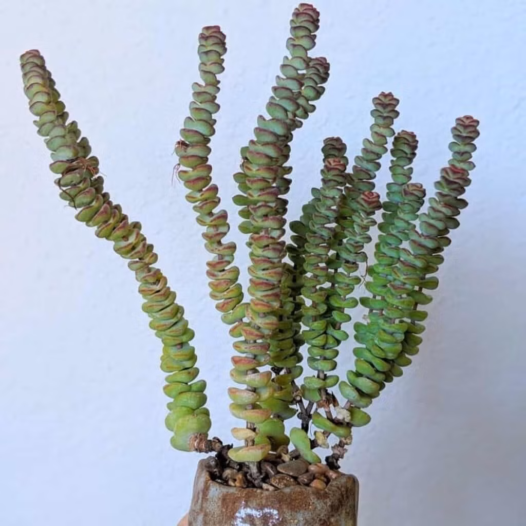 Sen đá chuỗi tiền có tên khoa học là Crassuia perforata), tên tiếng Anh là String of buttons (chuỗi nút áo). Đây là một loại cây mọng nước lâu năm thuộc chi Crassulia trong họ Crassulaceae. Nó mọc lên vào mùa xuân và mùa thu và ngủ đông vào mùa hè.