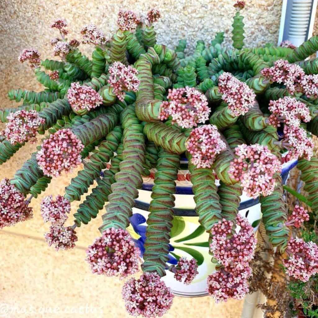  Cây ưa nhiều ánh sáng mặt trời và môi trường mát mẻ, khô ráo. Cây chịu được bóng râm một phần, sợ ngập úng và tránh ngột ngạt, ẩm ướt. Cây cảnh này có thói quen phát triển vào mùa mát và ngủ đông ở nhiệt độ cao vào mùa hè, và là "loại mùa đông" trong số các loại cây mọng nước. 