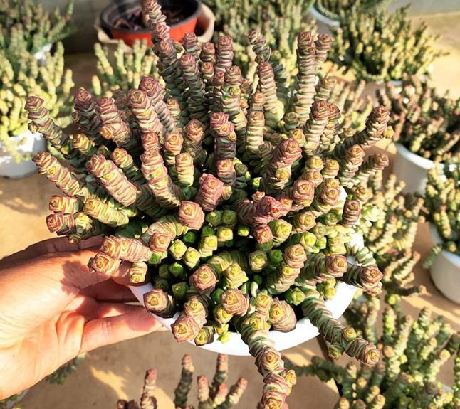  Cây cảnh này có hình dạng rất kỳ lạ, giống như một chuỗi tiền đồng vào thời cổ đại, khi người ta xâu những đồng tiền đồng cho dễ mang. Nhìn một bình "tiền xu" như thác chảy trong nhà chắc chắn bạn sẽ cảm thấy lộc lá mỗi ngày, ra cửa phấn chấn như vừa bắt được tiền vậy. Cảm giác này có thể đem lại may mắn và tài lộc cho bạn.