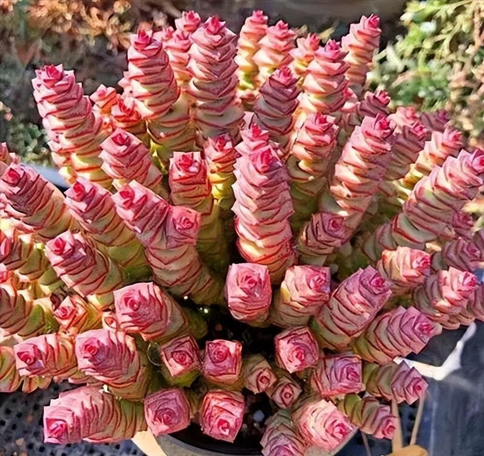  Những chiếc lá hình tam giác, dày, xoắn quanh thân như một "chuỗi cúc áo". Chúng cũng có đốm màu hồng hoặc trắng. Khi trưởng thành, chuỗi cúc áo của bạn có thể làm bạn ngạc nhiên với một số bông hoa vào mùa xuân. Những bông hoa nhỏ hình ngôi sao xinh đẹp này mọc thành từng chùm màu vàng, trắng hoặc hồng. Hoa màu trắng, nở từ tháng 4 đến tháng 5. 