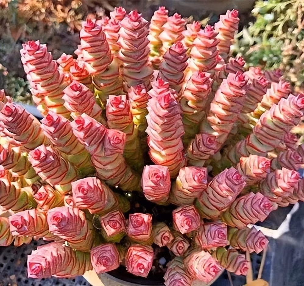  Những chiếc lá hình tam giác, dày, xoắn quanh thân như một "chuỗi cúc áo". Chúng cũng có đốm màu hồng hoặc trắng. Khi trưởng thành, chuỗi cúc áo của bạn có thể làm bạn ngạc nhiên với một số bông hoa vào mùa xuân. Những bông hoa nhỏ hình ngôi sao xinh đẹp này mọc thành từng chùm màu vàng, trắng hoặc hồng. Hoa màu trắng, nở từ tháng 4 đến tháng 5. 