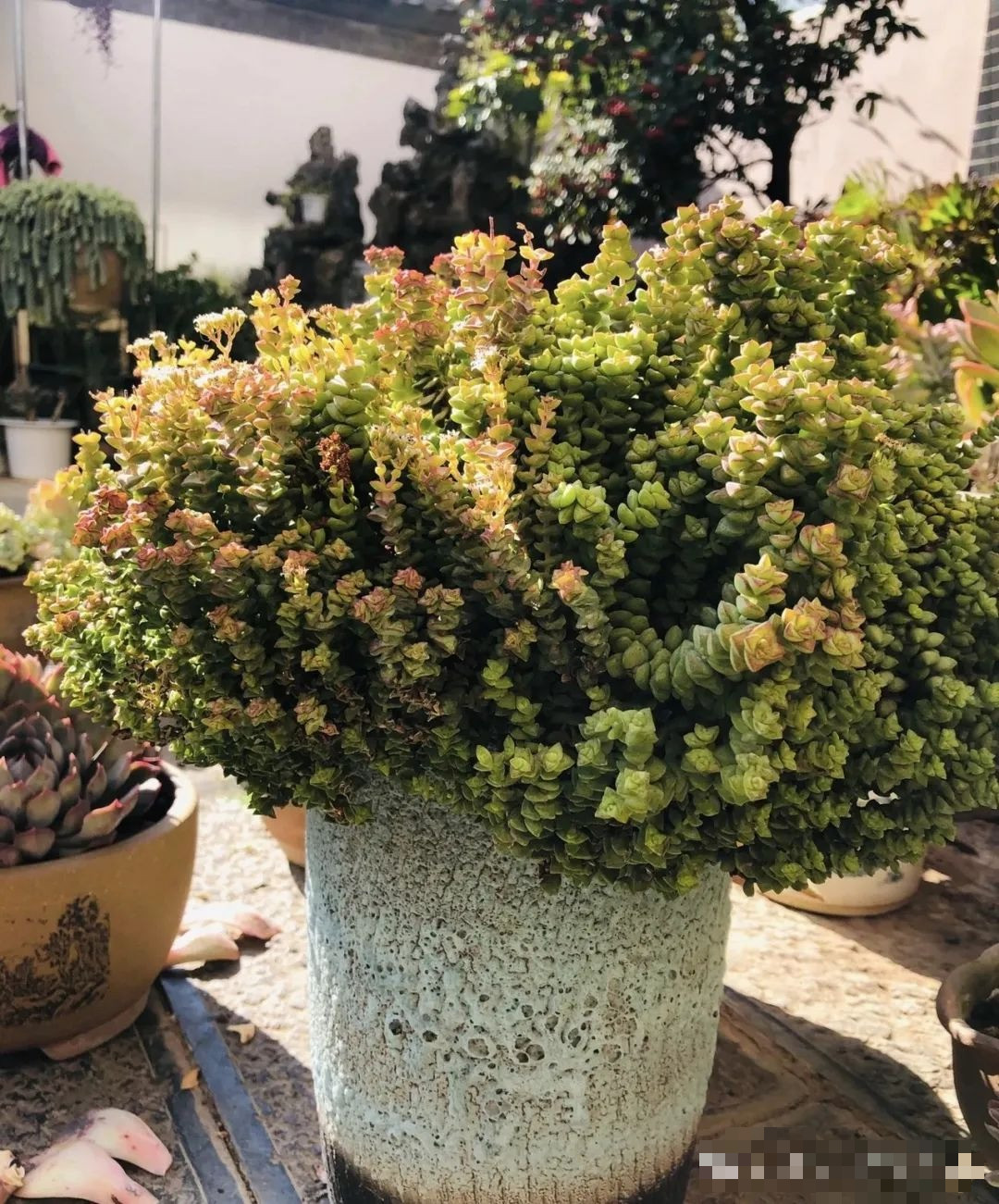 Nó cũng tượng trưng cho sự may mắn và giàu có. Lá cây giống như những sợi dây đồng xu, tượng trưng cho sự giàu có dồi dào và nguồn thu nhập lớn. Hoa tượng trưng cho sự may mắn về tiền bạc và hướng tới một cuộc sống hạnh phúc bên nhau.