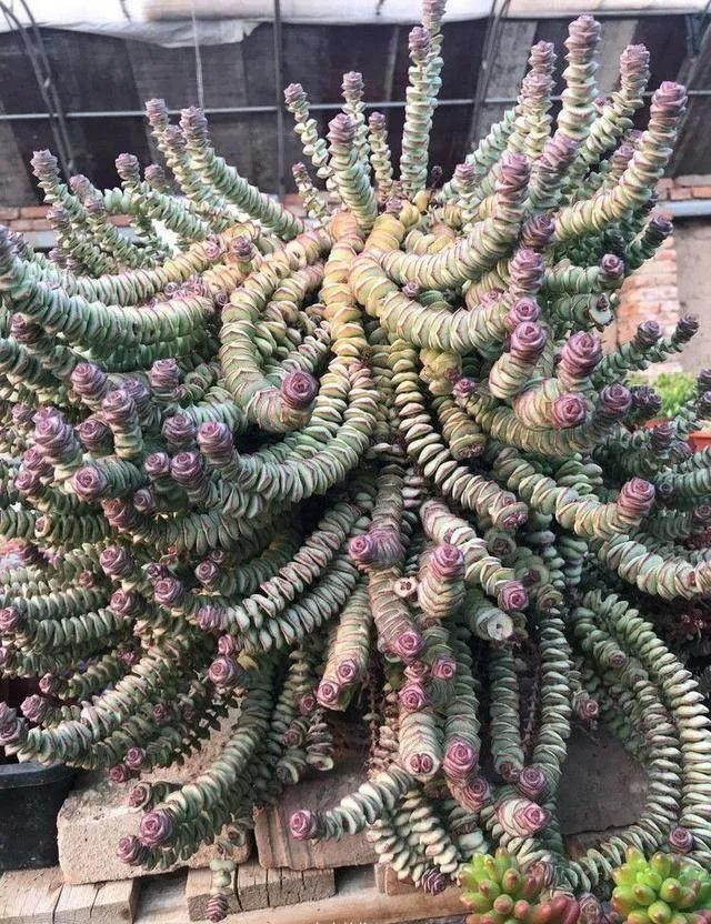  Những chiếc lá đầy đặn của chúng sinh sản và phát triển rất nhanh. Lá thường có màu xanh nhạt, sau khi trồng vào mùa thu, mép lá sẽ chuyển sang màu đỏ hoặc nâu đỏ rất đẹp, đặc biệt đẹp. Một loại cây quyến rũ như vậy sẽ làm nổi bật bất kỳ không gian nào, kể cả không gian của bạn. 