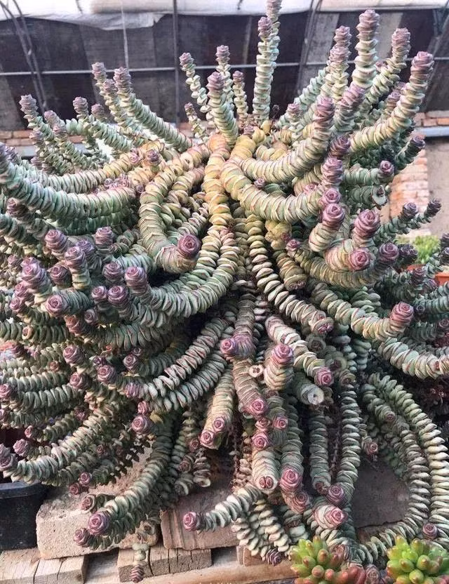  Những chiếc lá đầy đặn của chúng sinh sản và phát triển rất nhanh. Lá thường có màu xanh nhạt, sau khi trồng vào mùa thu, mép lá sẽ chuyển sang màu đỏ hoặc nâu đỏ rất đẹp, đặc biệt đẹp. Một loại cây quyến rũ như vậy sẽ làm nổi bật bất kỳ không gian nào, kể cả không gian của bạn. 