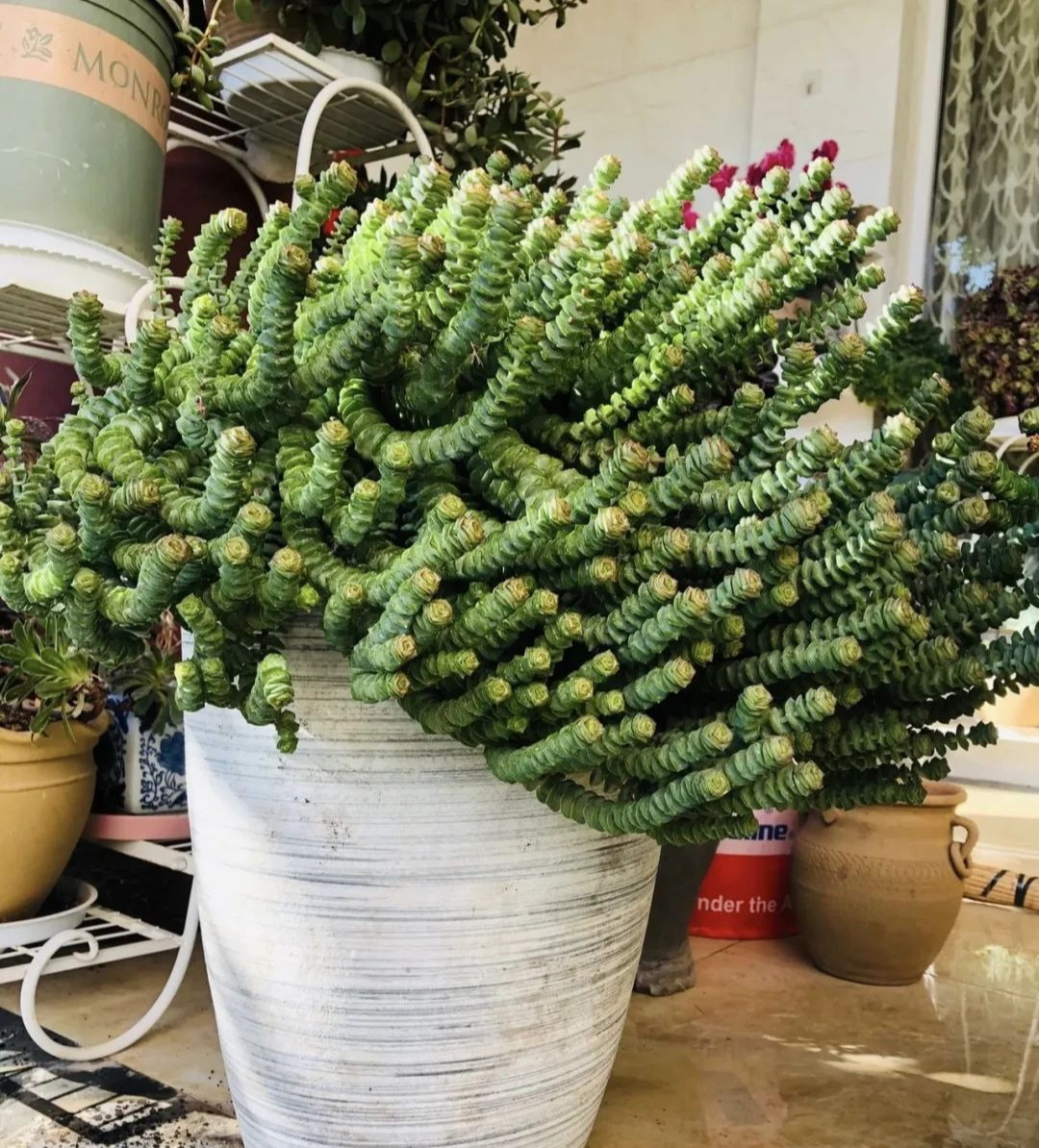  Các cụm lá của cây cảnh này trông giống như những đồng tiền cổ, dày và dễ thương, với hình dạng rất độc đáo, giống như trong nhà bạn có một "bát tiền xu" lớn vậy.