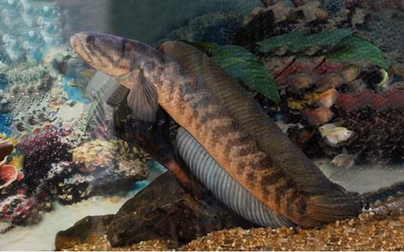  Vì có nhiều ưu điểm nên loài cá này từ xa xưa đã được ưa chuộng, được mệnh danh là "báu vật trong các loài cá". Vì vậy, giá của loài cá này luôn luôn cao hơn rất nhiều so với các loại cá khác.