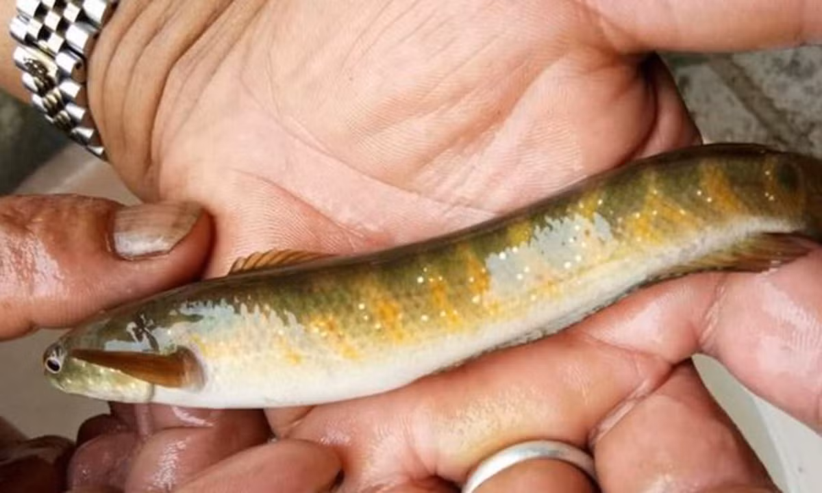  Chúng rất khỏe, có khả năng trườn trên đá để trèo lên những điểm cao hơn như khe nước ven lưng chừng đồi, hồ trên núi, thậm chí là những nguồn nước ven các khe đá cheo leo. 