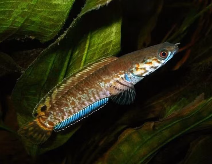 br/> Thịt cá trèo đồi ăn rất chắc và thơm. Loài cá này ngày xưa chỉ dành riêng cho bậc vua, chúa thưởng thức. Ngoài hương vị thơm ngon, loại cá này còn đặc biệt giàu giá trị dinh dưỡng, chứa canxi, phốt pho, protein, chất béo, vitamin và các nguyên tố vi lượng khác, cũng như hơn chục loại axit amin cần thiết cho cơ thể con người. 