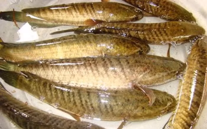  Cá trèo đồi thuộc họ cá quả, thường xuất hiện ở miền Bắc nước ta. Trên thế giới, loài cá này phân bố ở Đài Loan, Trung Quốc, Nhật Bản. Cá trèo đồi xuất hiện khá nhiều nơi ở nước ta nhưng chỉ cá trèo đồi ở vùng núi đá vôi Hoa Lư (tỉnh Ninh Bình) mới có được thứ thịt thơm ngon, dai ngọt nhất.