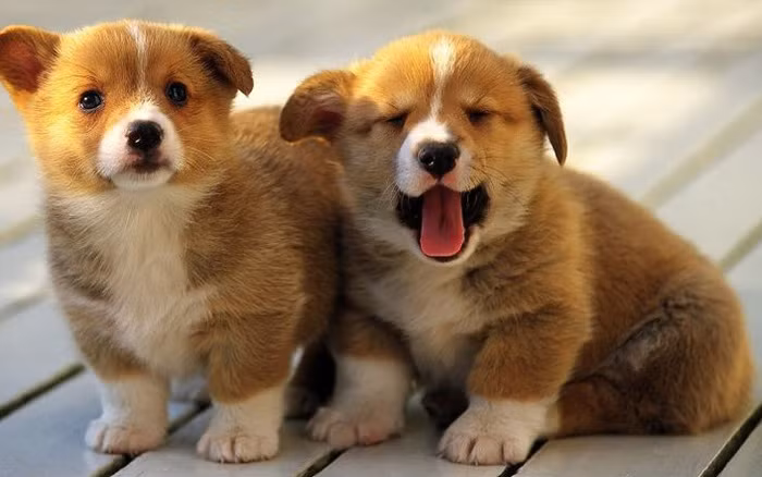 Kẻ xấu không thể nào có chỗ đứng bên cạnh người tuổi Tuất. Con giáp này đã chứng minh bằng hành động của họ thế nào là hành vi của một quý ông đích thực.