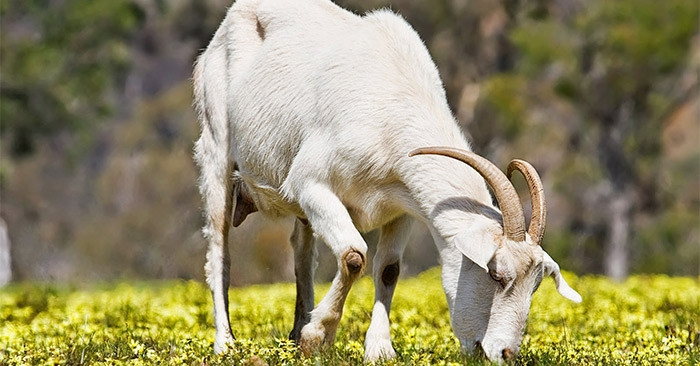  Con giáp tuổi Mùi: Con giáp tuổi Mùi được biết đến với tính cách hiền lành và kiên trì. Khi gặp khó khăn, họ luôn giữ được thái độ lạc quan và vượt qua bằng tinh thần kiên trì. 