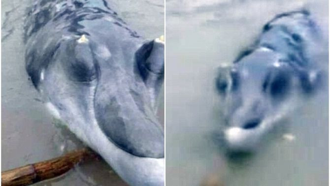 Người đàn ông này không hiểu lý do vì sao con cá này lại ngoi lên bờ và có vẻ rất dạn người, dù anh ta đưa chiếc gậy vào gần nhưng con cá vẫn không bơi đi hoặc có dấu hiệu phản kháng.