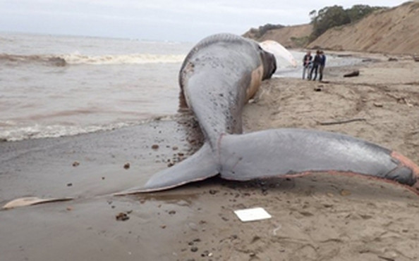 Theo Tiến sĩ Stephen D. Simpson, giảng viên cao cấp về Sinh học biển và Biến đổi khí hậu của Đại học Exeter nói với Daily Mail: "Đây có vẻ là một con cá voi mõm khoằm thuộc loài Mesoplodon densirostris. Hai cái u nổi lên thực chất là những chiếc răng hướng lên trên, được sử dụng để thu hút con cái".